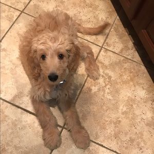 Meet your Posher, Debbie