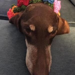 Meet your Posher, Amy