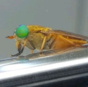 Meet your Posher, Marianne