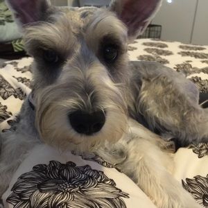 Meet your Posher, William