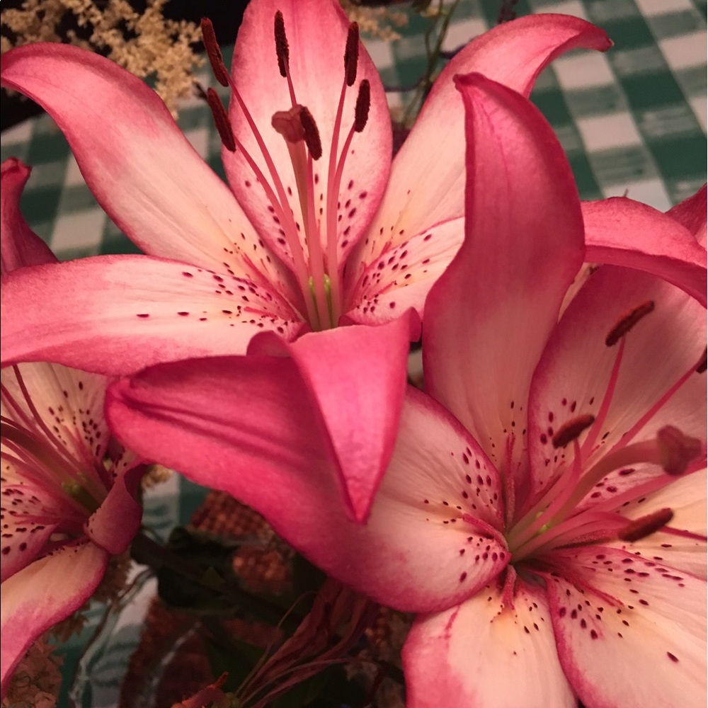 Meet your Posher, Lydia