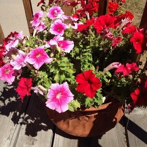 Meet your Posher, Shelley