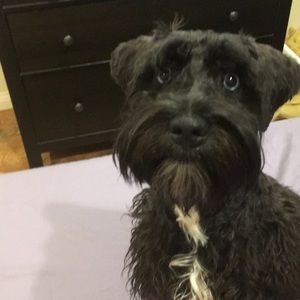 Meet your Posher, Sylvia