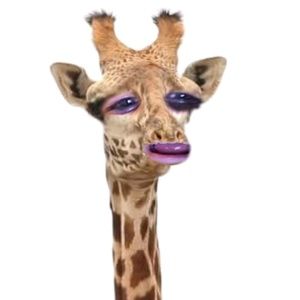 Meet your Posher, Logan