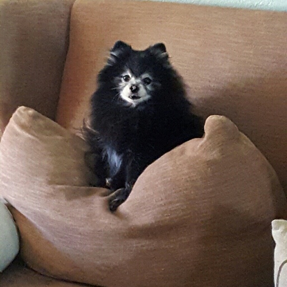 Meet your Posher, Nicole - Picture 5 of 5