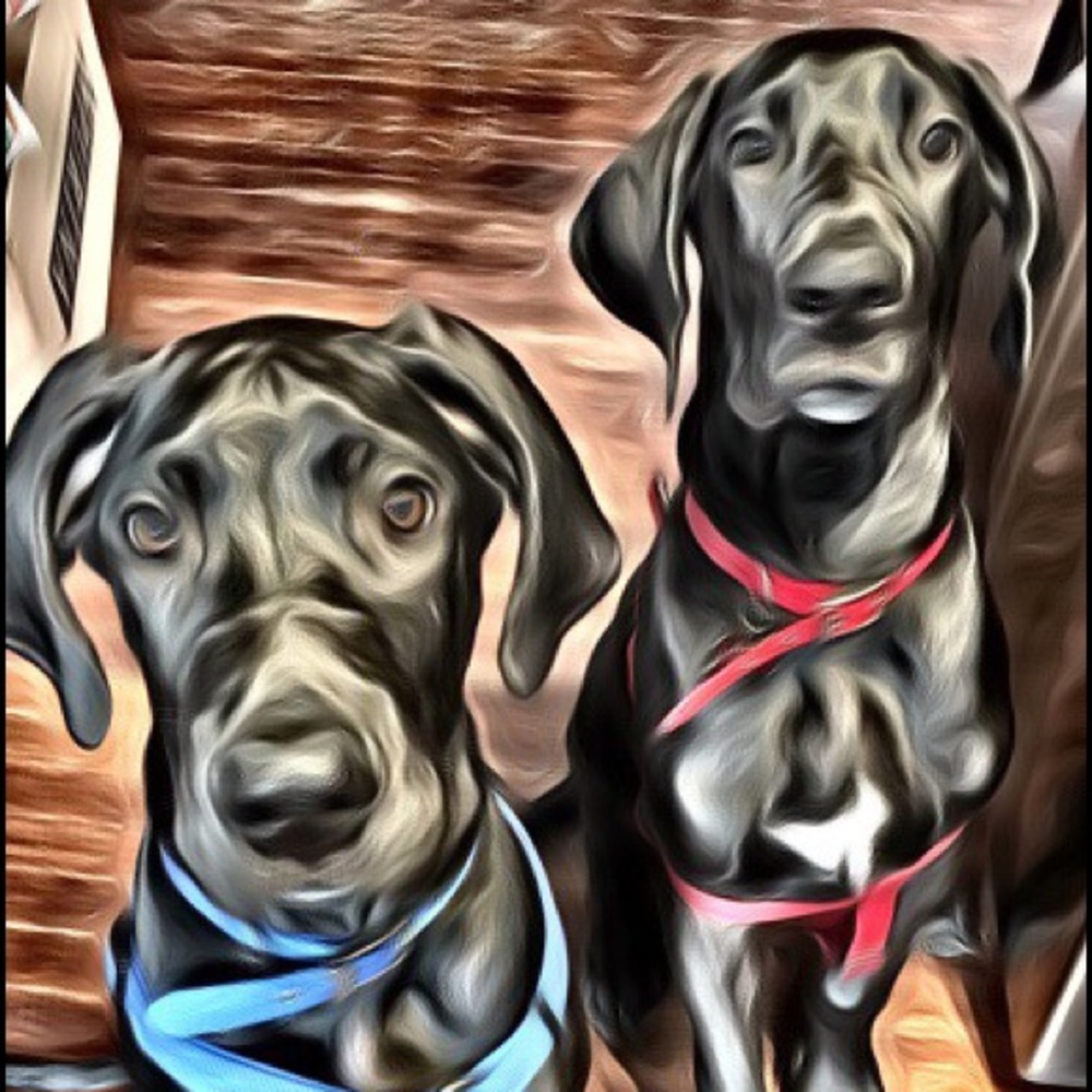 Pet Friendly Seller