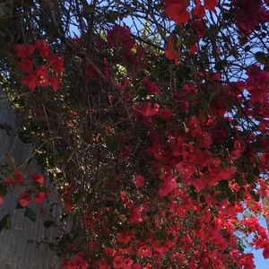 BUNDLE FOR A CHEAPER PRICE