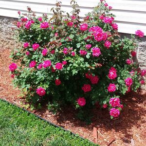 Meet your Posher, Joyce