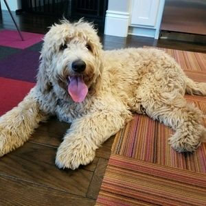 Meet your Posher, Patrick