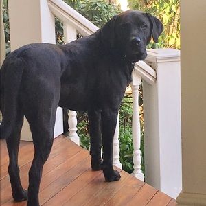 Meet your Posher, Ellen