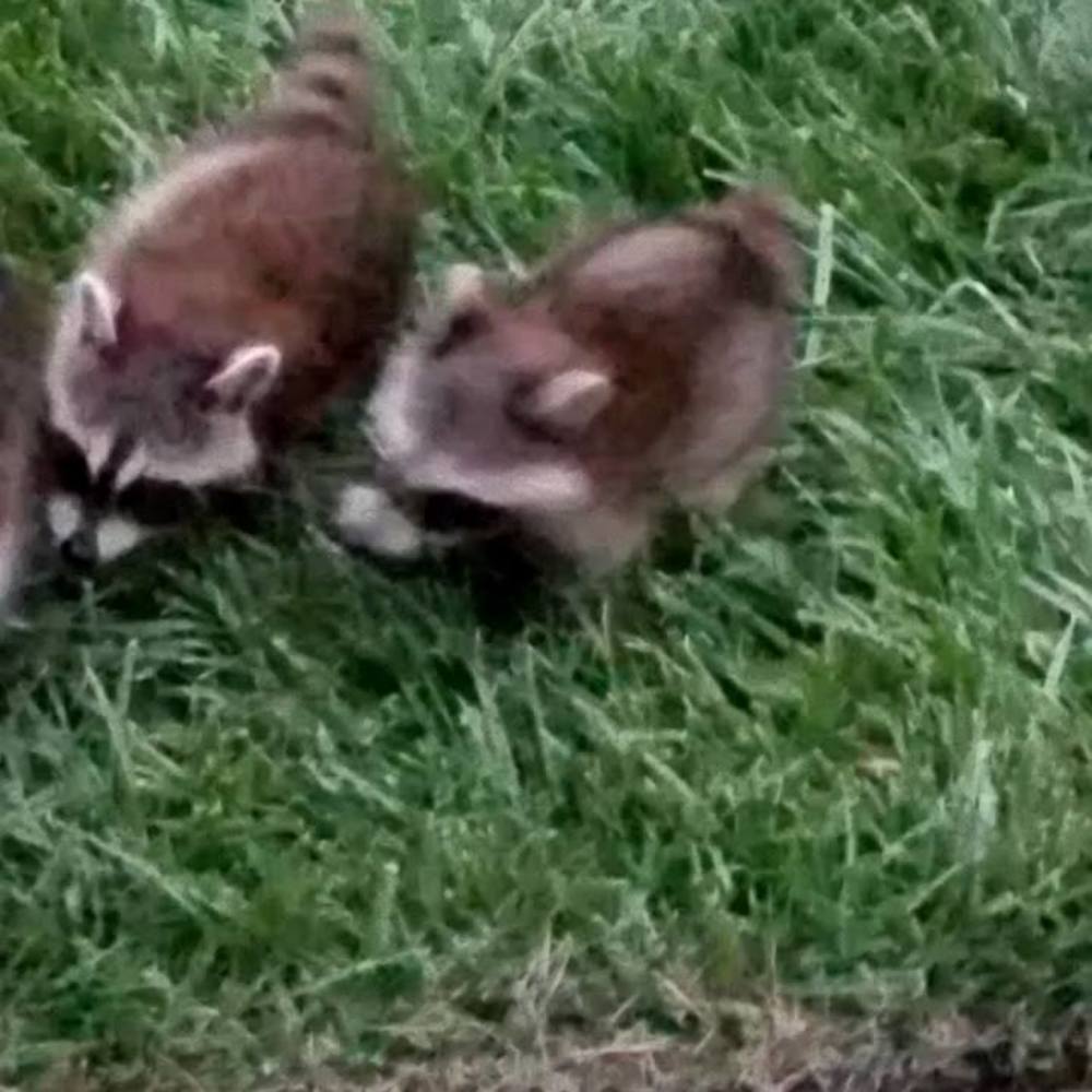 Meet your Posher, Janet