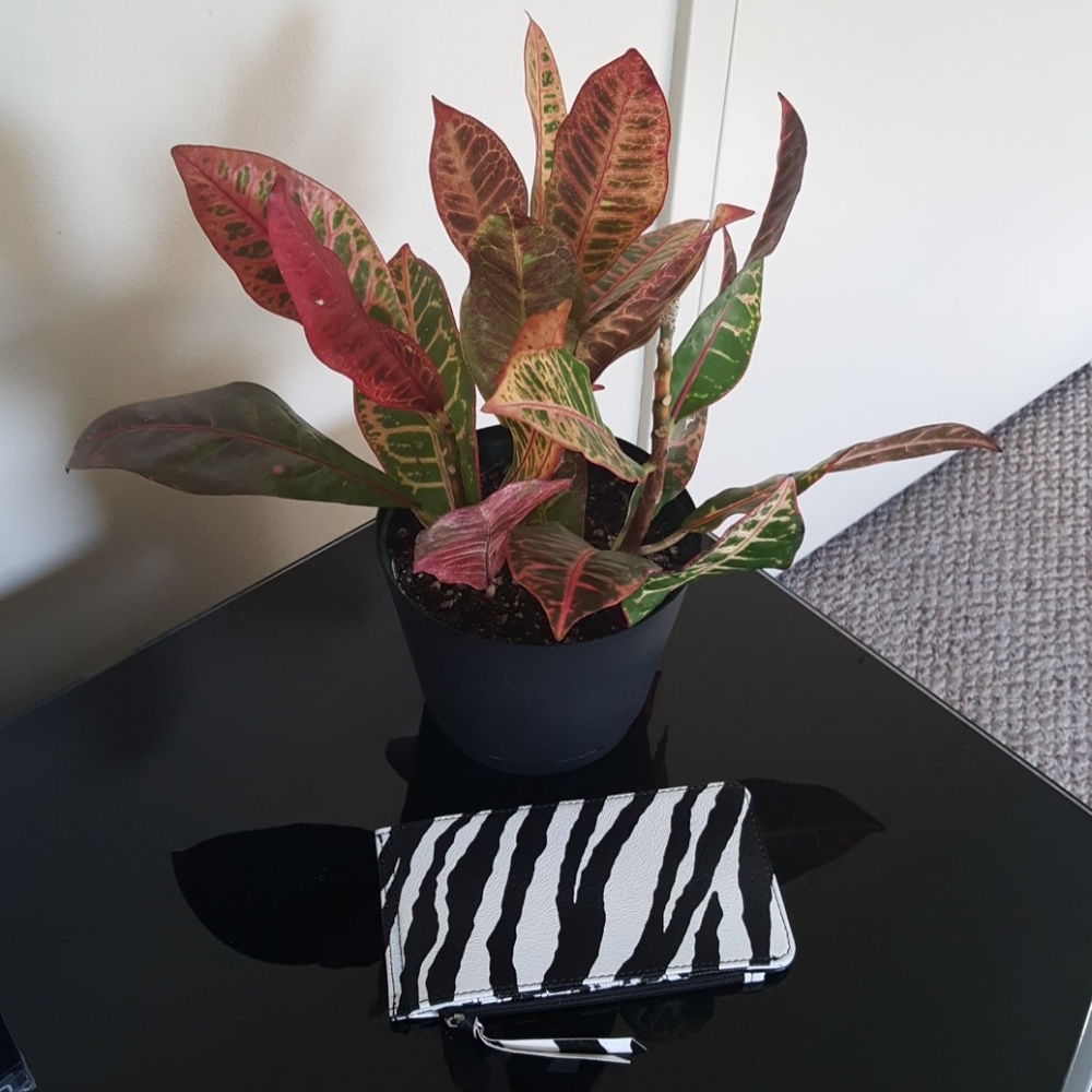 ♡HOST PICK♡ Zebra Print Card Wallet