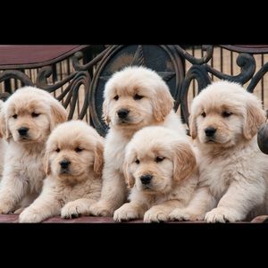 Meet your Posher, April