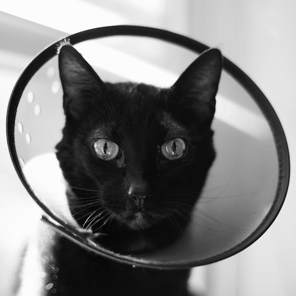 Handmade Feline-themed Buttons (3 Set) - Picture 5 of 8