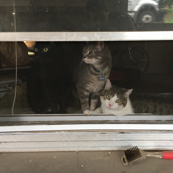 Handmade Feline-themed Buttons (3 Set) - Picture 6 of 8