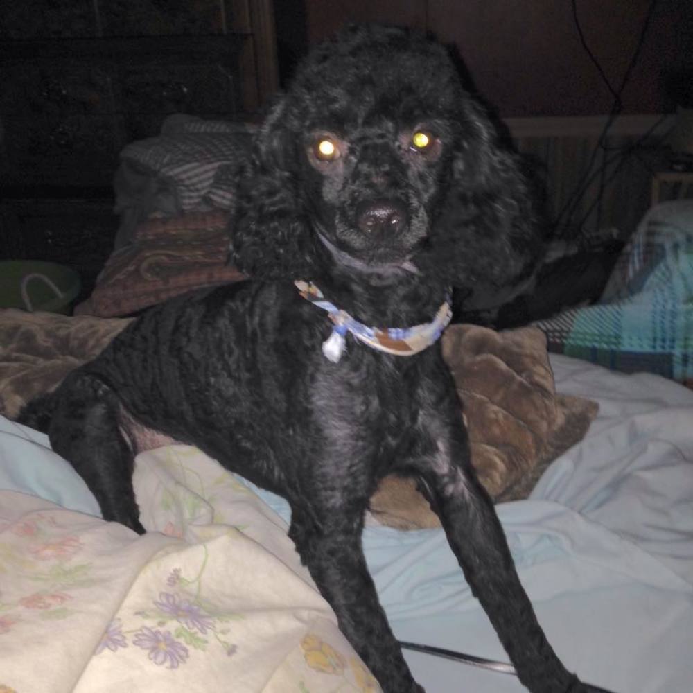 Meet your Posher, Rita