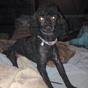 Meet your Posher, Rita