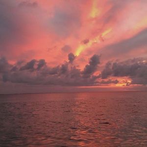 Meet your Posher, Amelia