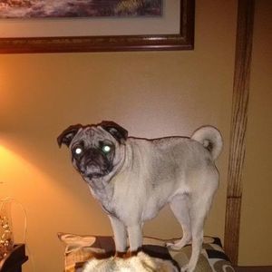 Meet your Posher, Freda