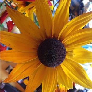 Meet your Posher, Christy