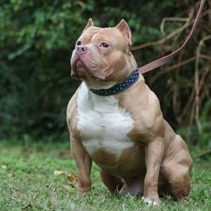 Meet your Posher, Charles