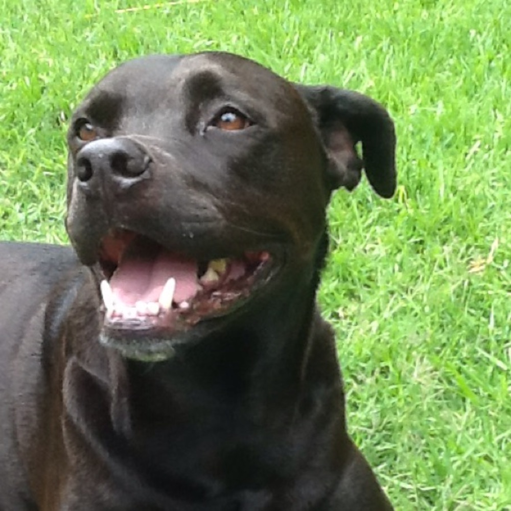 Meet your Posher, Jake