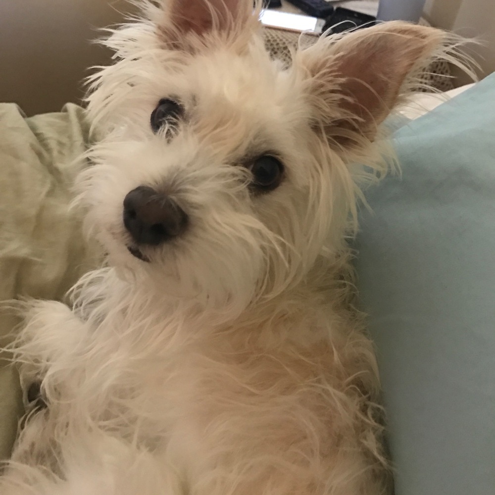 Meet your Posher, Paige