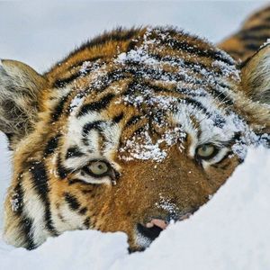 Meet your Posher, Deb