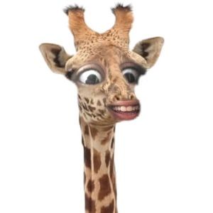 Meet your Posher, Allie