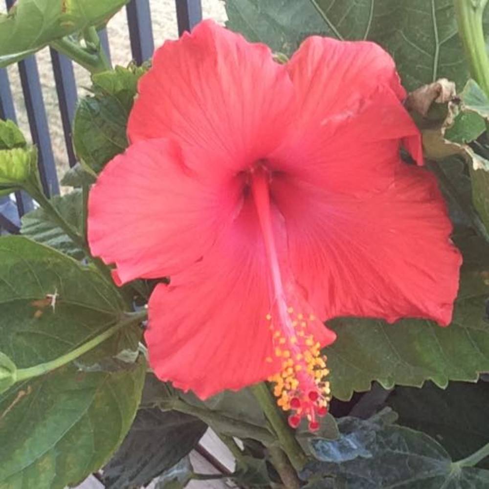 Meet your Posher, Flower