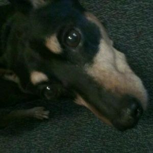 Meet your Posher, Robert