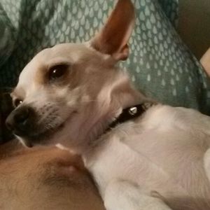 Meet your Posher, Joshua