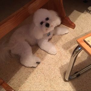 Meet your Posher, Barbara