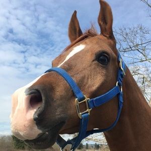 Meet your Posher, Presley