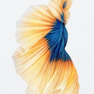 Meet your Posher, Lexi