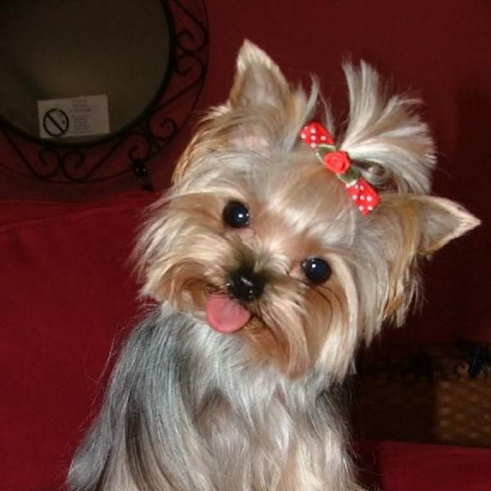 Meet your Posher, Sparkle
