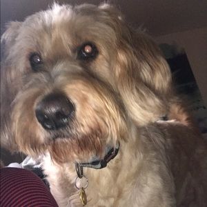 Meet your Posher, Josh