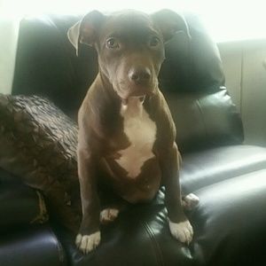 Meet your Posher, Leonardo