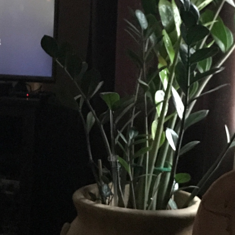 Meet your Posher, Belen