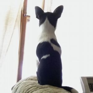 Meet your Posher, Robin