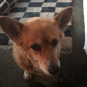 Meet your Posher, Rae