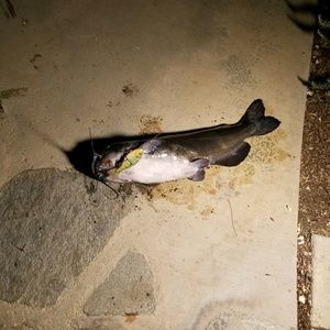 Meet your Posher, Tim