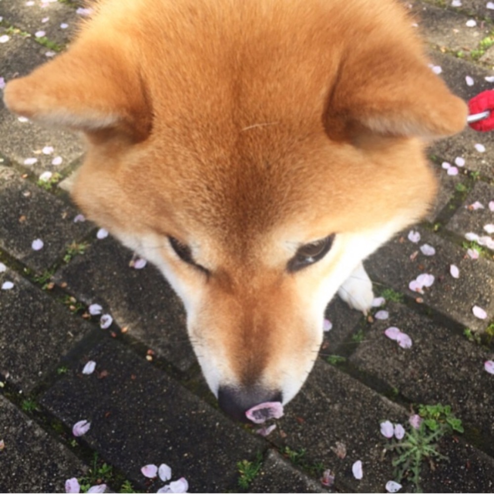 Meet your Posher, Genoveva