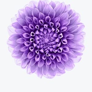 Meet your Posher, Felicia