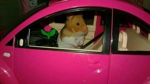 Meet your Posher, Karla