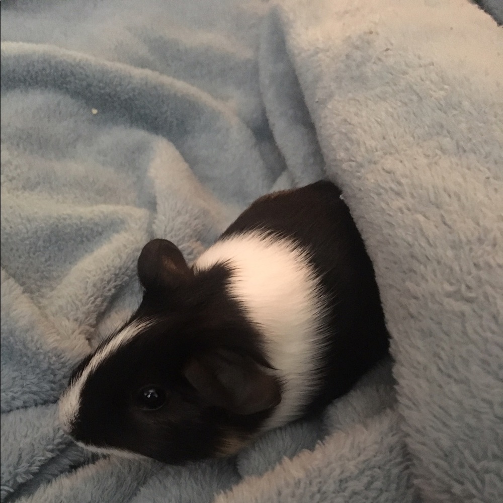 Meet your Posher, Jazzlin