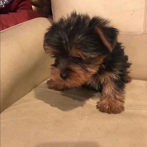 Meet your Posher, Alex