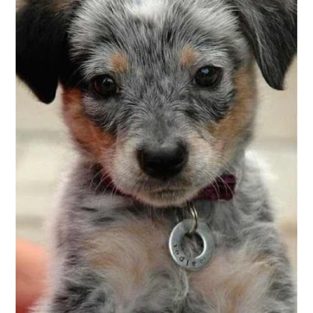 Meet your Posher, Reese