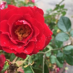 Meet your Posher, Maeve