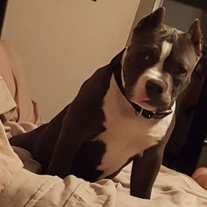 Meet your Posher, Demetrius